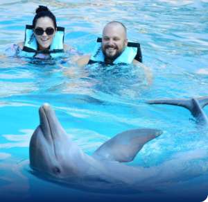 Nado con delfines en vallarta